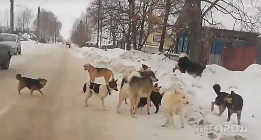 Стало известно, кому владимирцы могут оставить заявку на отлов бездомных собак