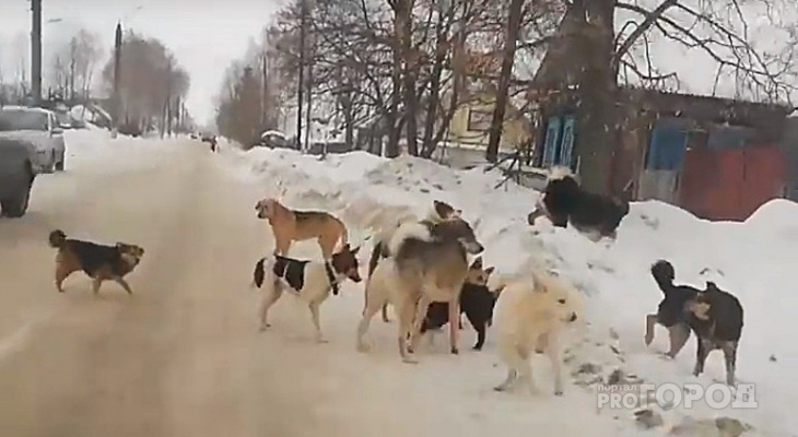В Белом доме начали проектировать первый региональный приют для бездомных животных