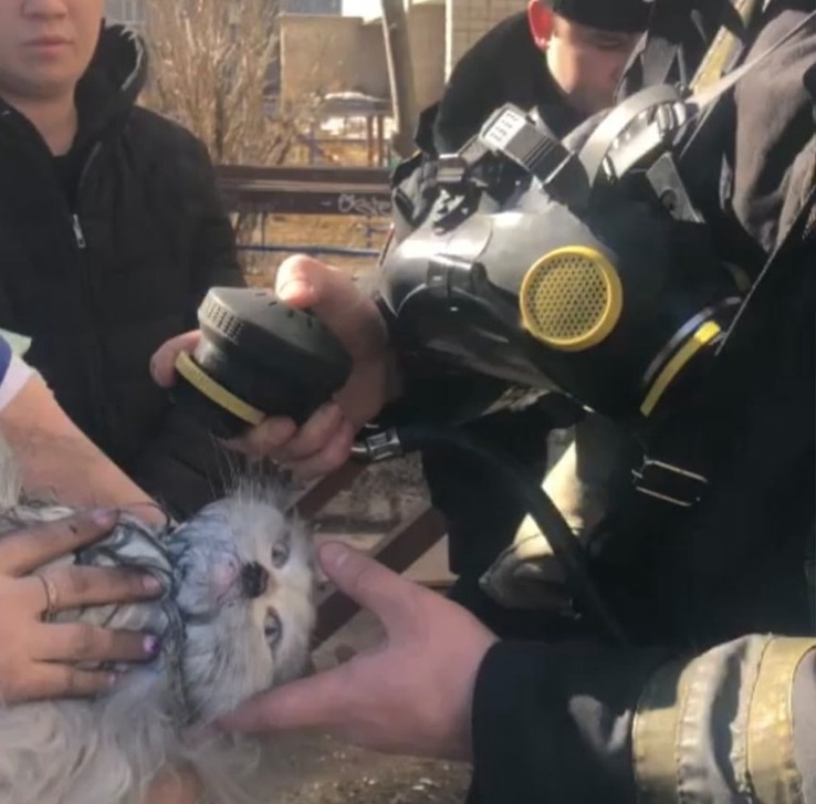 Ковровские пожарные спасли кошку из огня