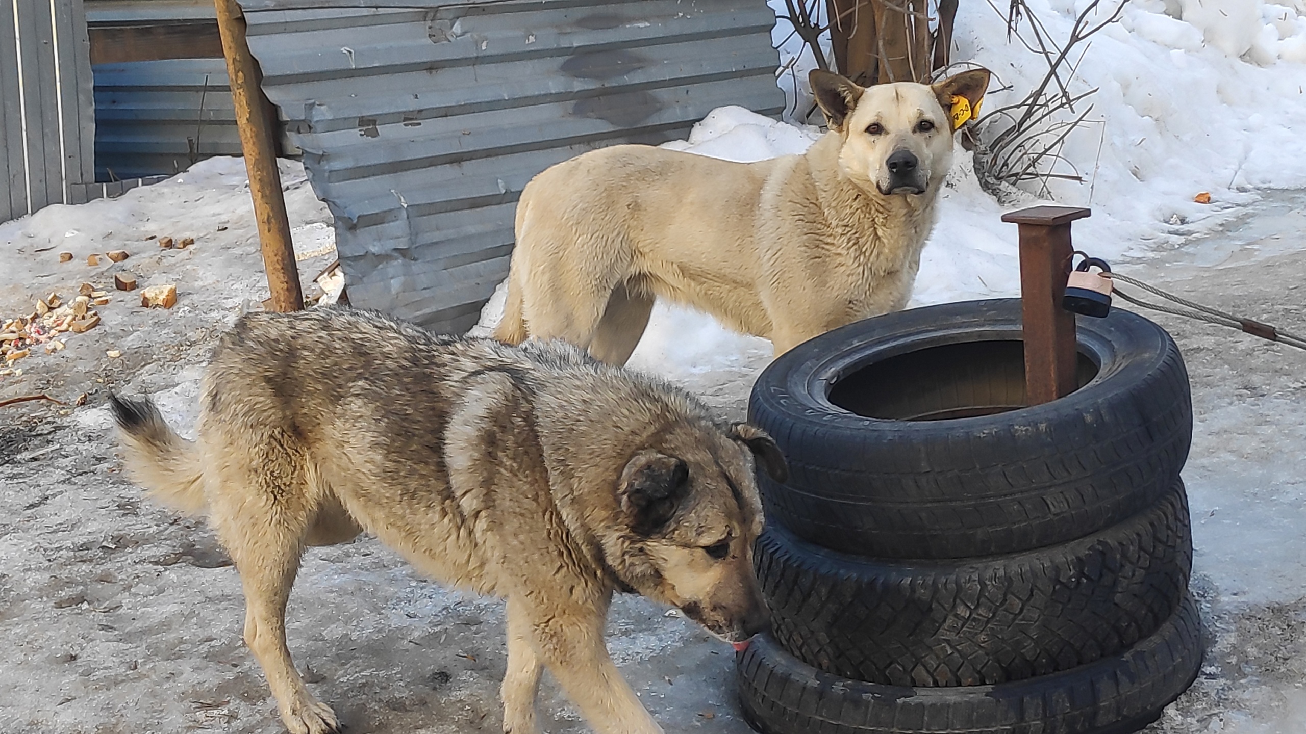 Гусевская семья покусанного бродячими собаками мальчика отсудила 60 000 рублей