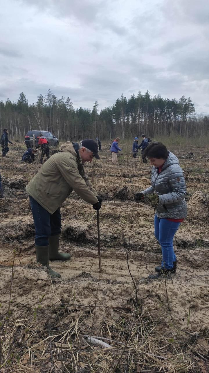 Сотрудники Сбера приняли участие в восстановлении леса в Камешковском районе Владимирской 