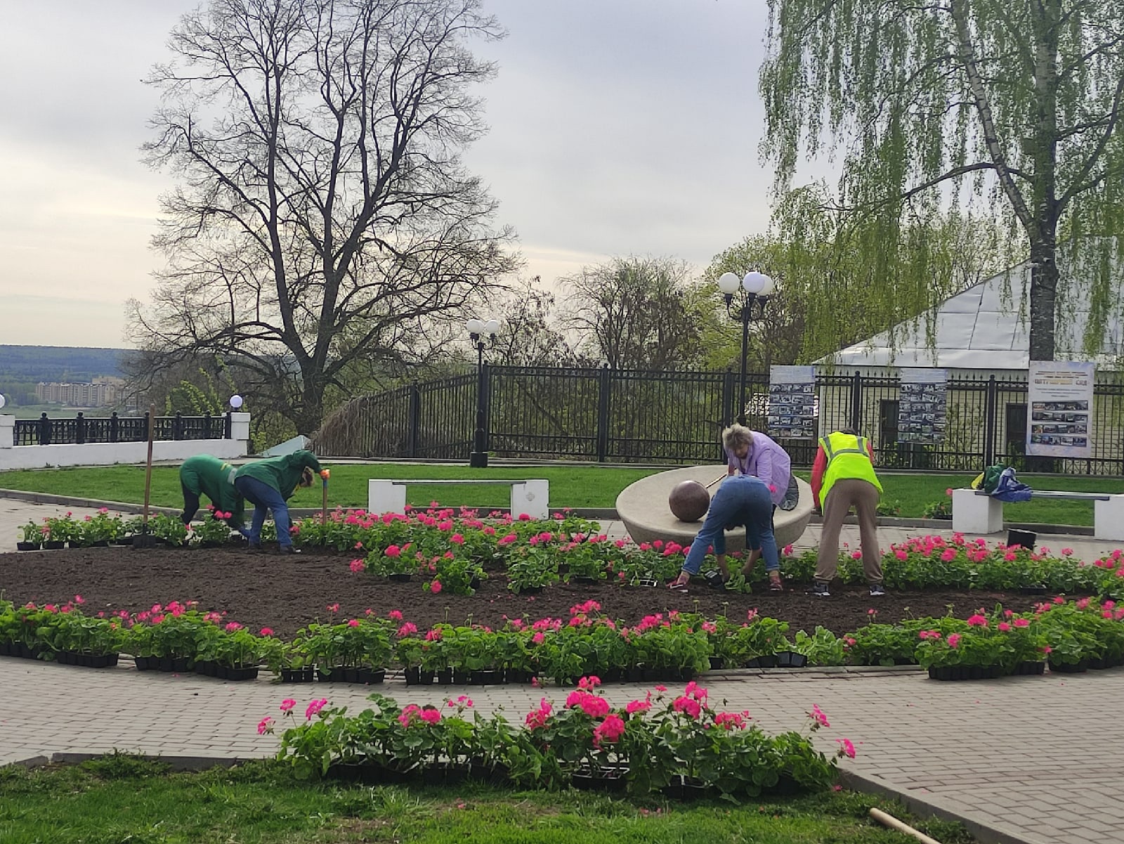 Во Владимире высадят четверть миллиона саженцев цветов 