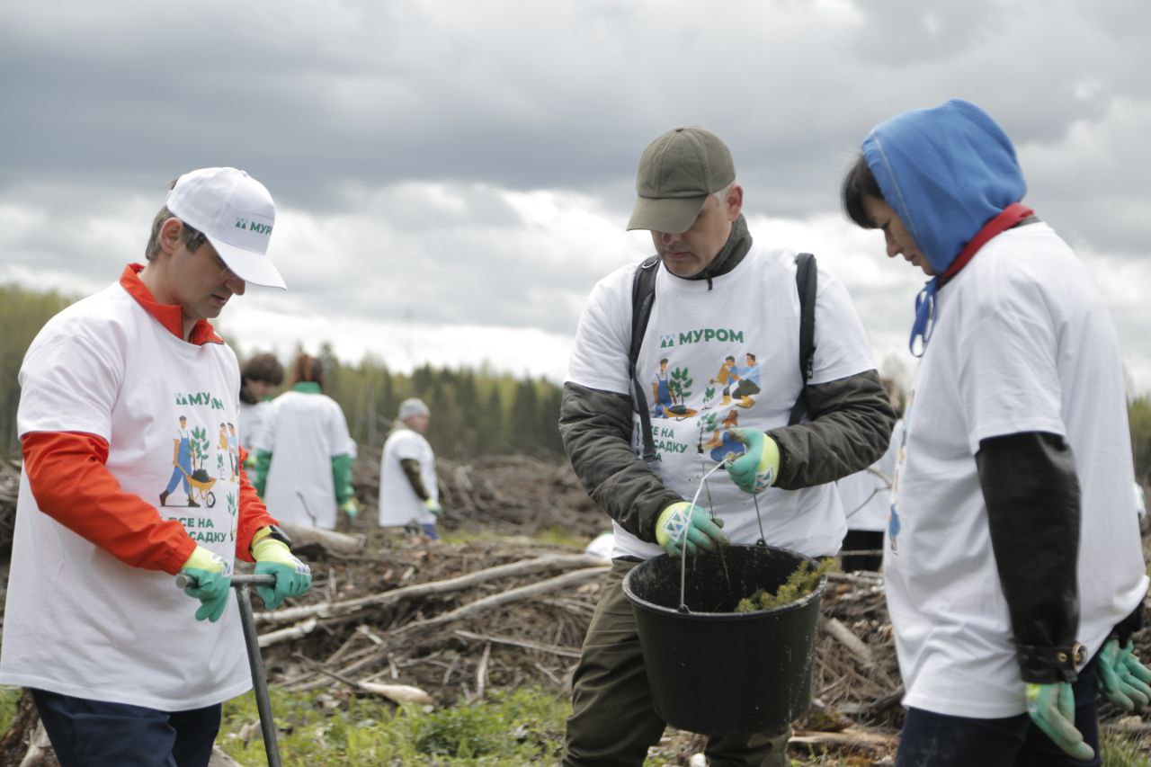 Сотрудники Сбера приняли участие в восстановлении леса совместно с ЗАО «Муром»
