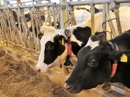 Во Владимирской области появится ферма, где коров будут доить роботы