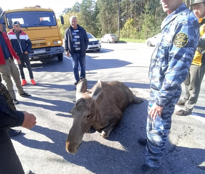 В Загородном лось бросился под колёса "КамАЗа"