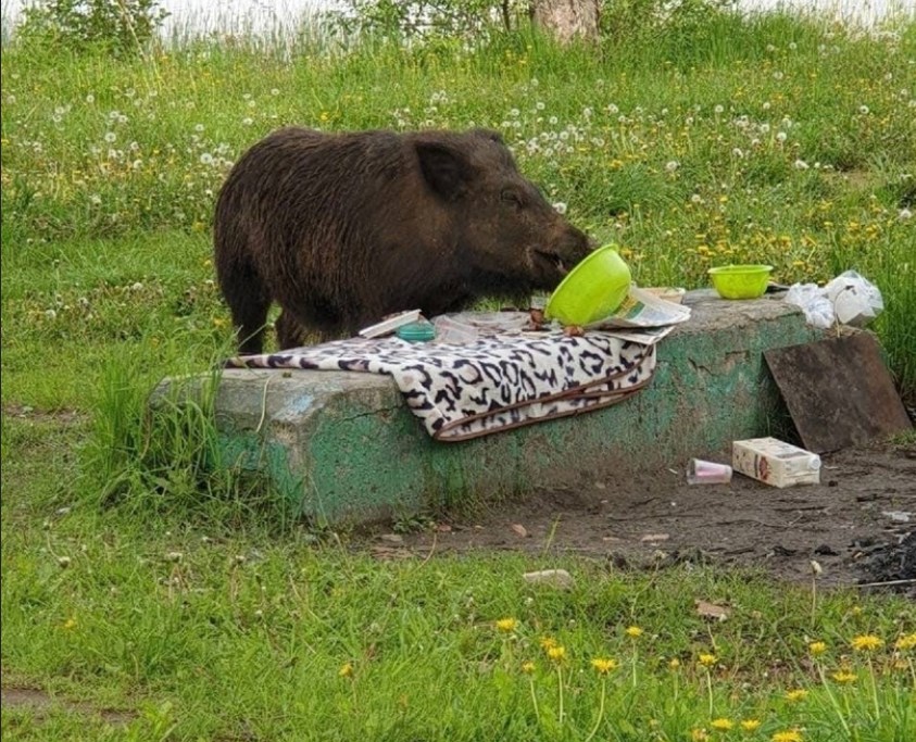 Вслед за лосями в гости к горожанам пошли кабаны