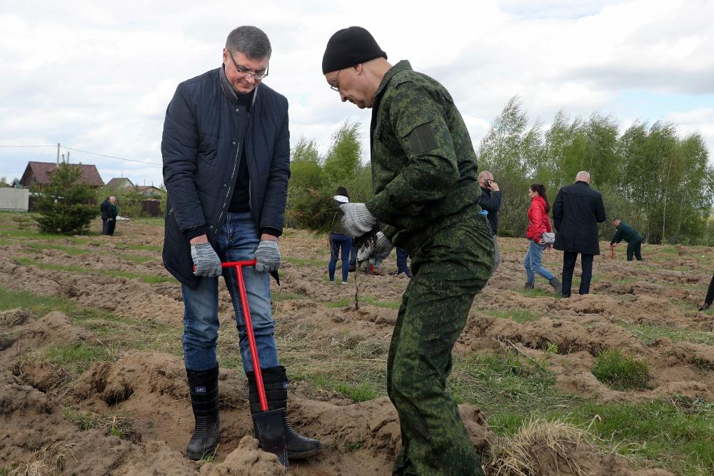Владимирская область поднялась в рейтинге по объемам посадки леса