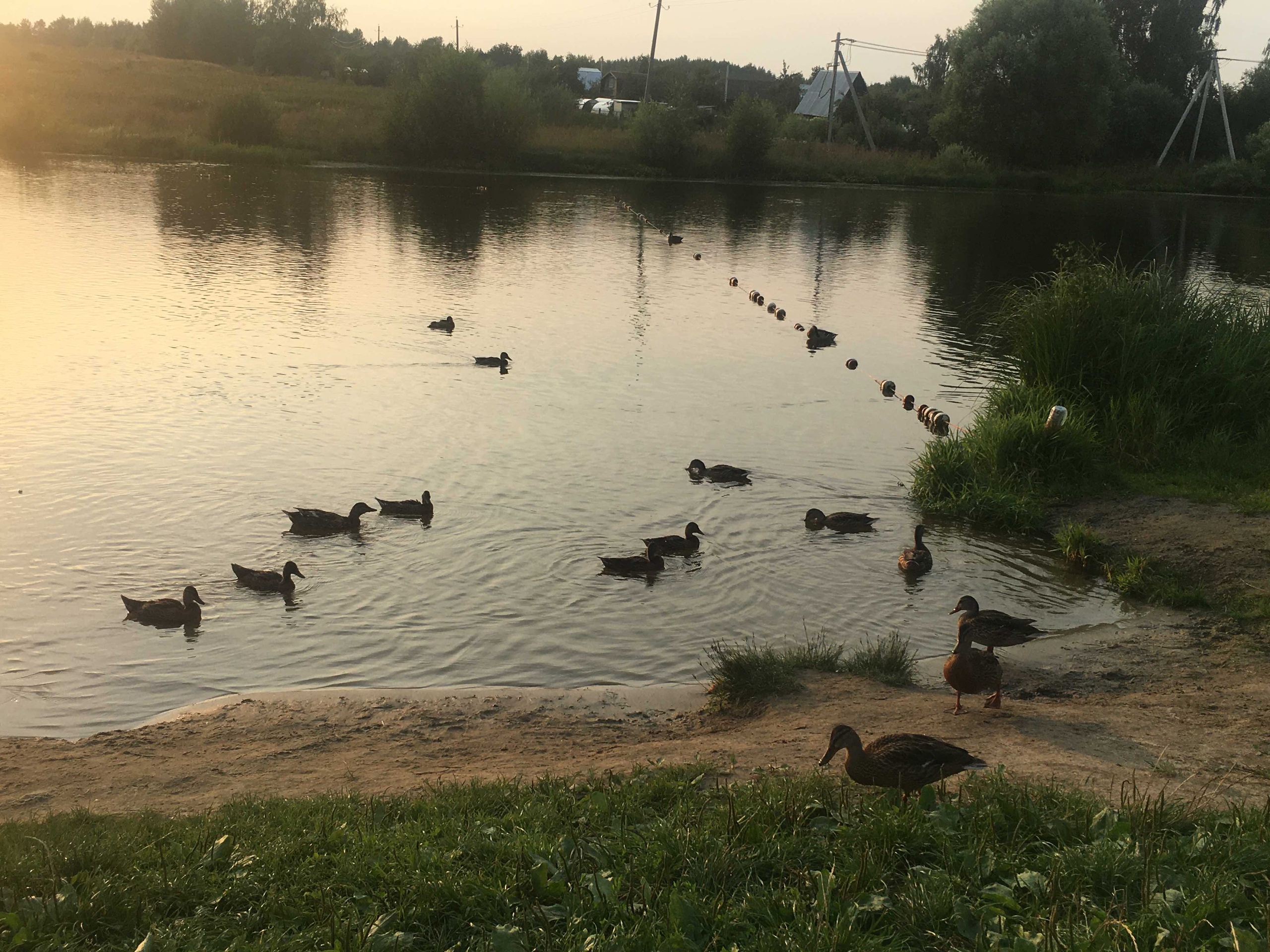 Владимирский биолог рассказал о рисках купания в водоёмах с утками