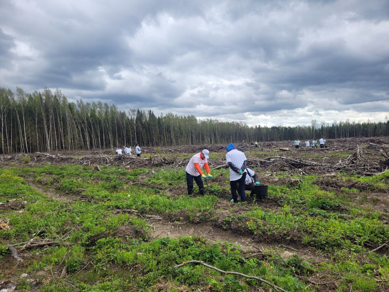 Более 4 тысяч га леса посадили волонтёры Волго-Вятского банка Сбербанка 