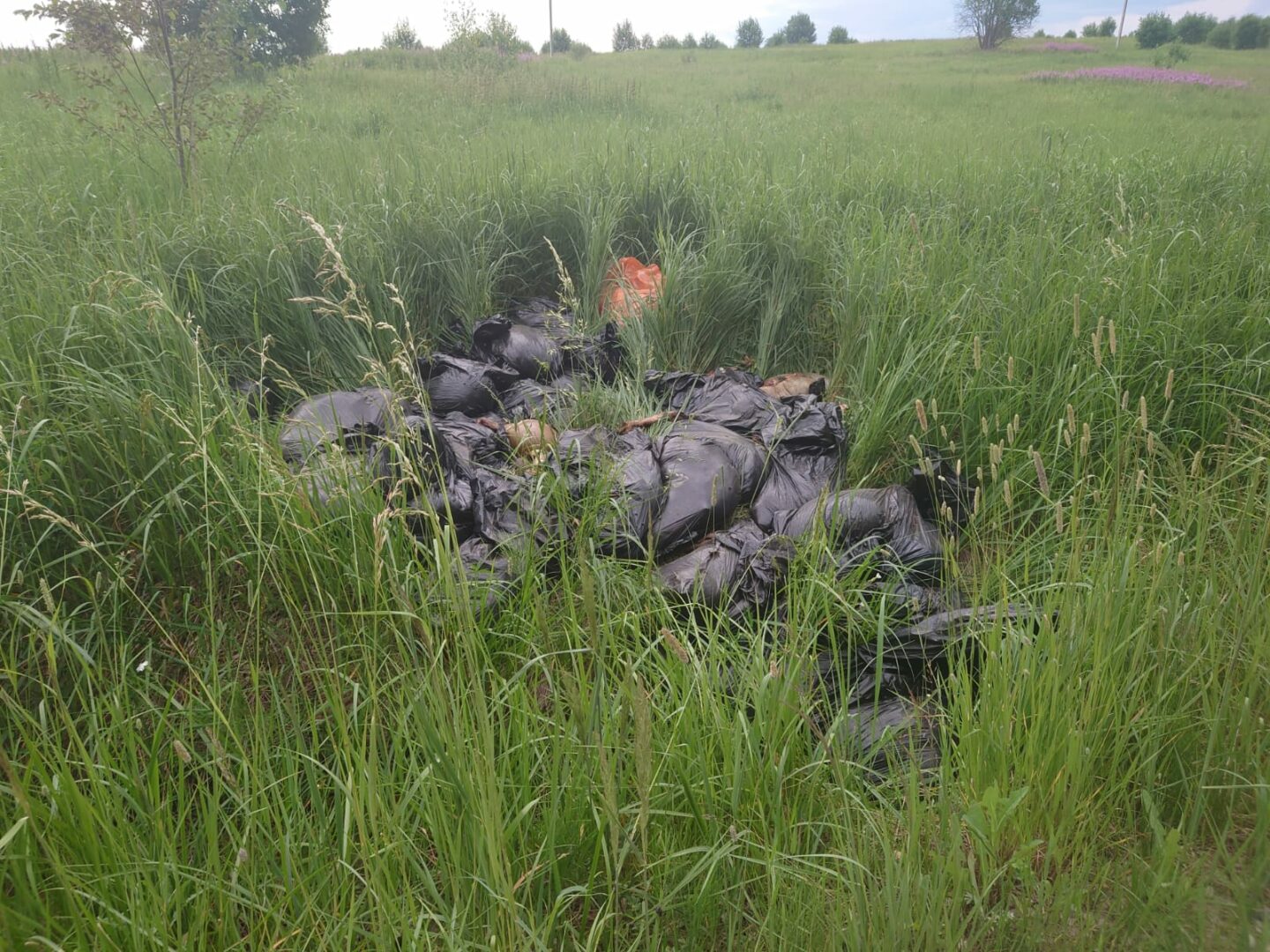Во Владимирской области обнаружили свалку бараньих трупов