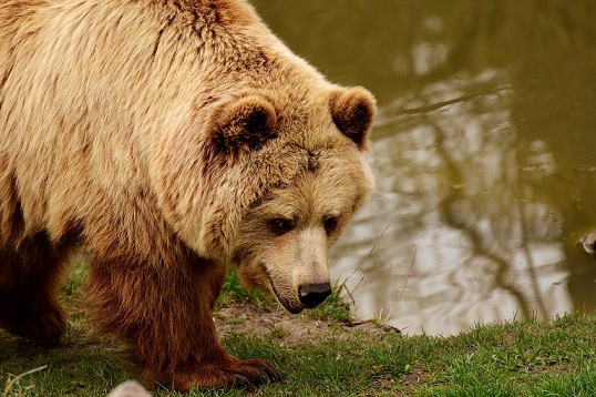 В Меленковском районе опять наследил медведь 