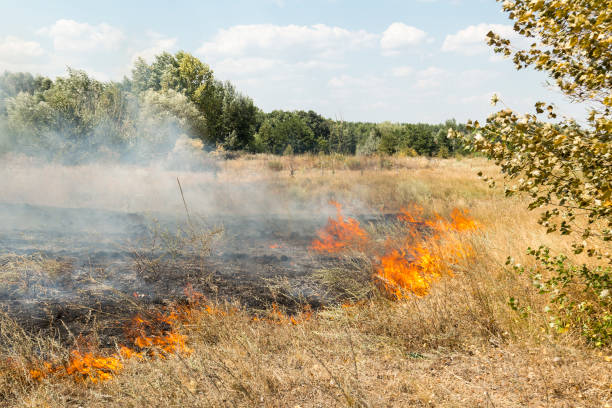 Во Владимирской области отменили особый противопожарный режим