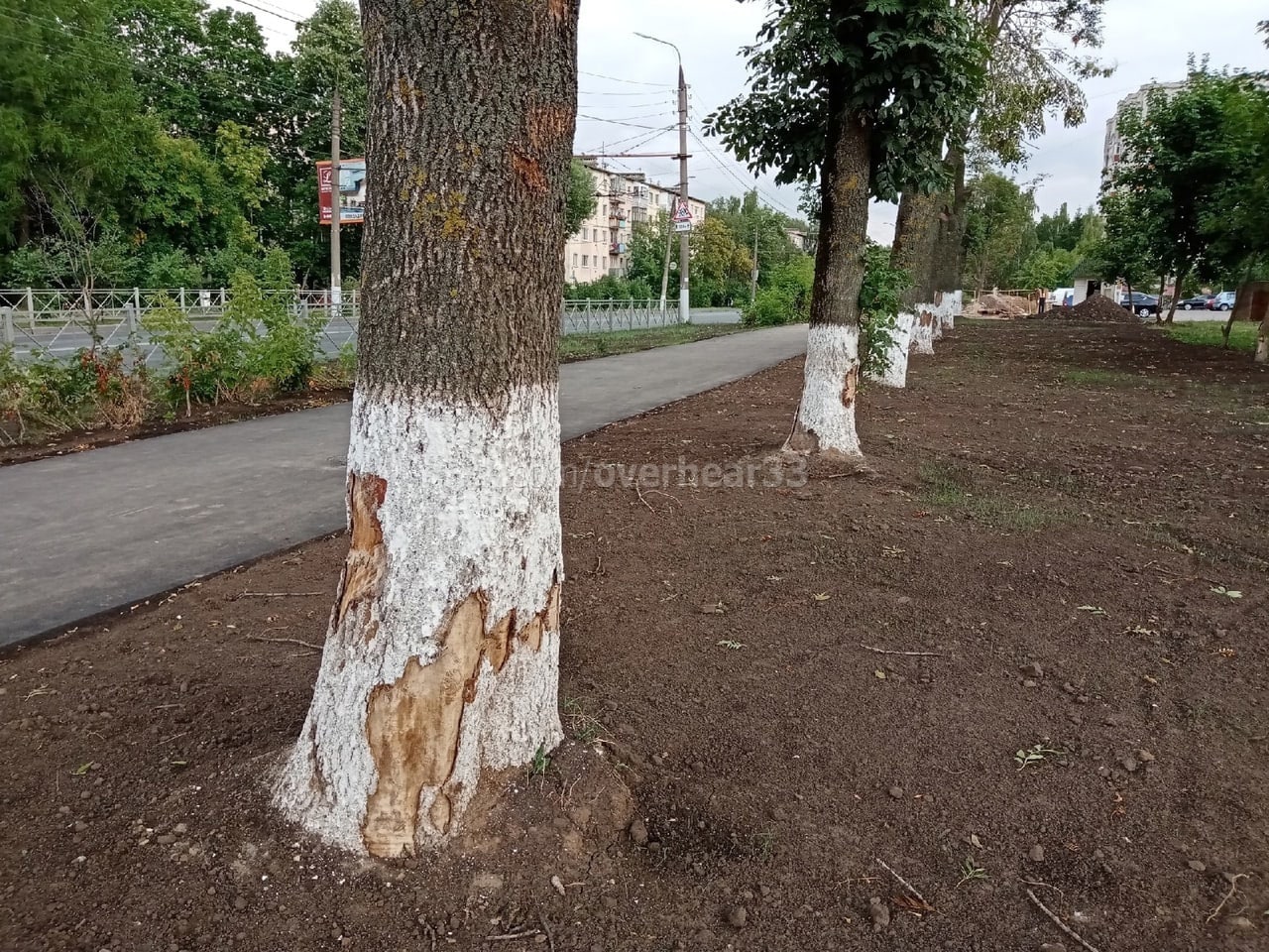 Тепловиков хотят привлечь к ответственности за изуродованные деревья во Владимире