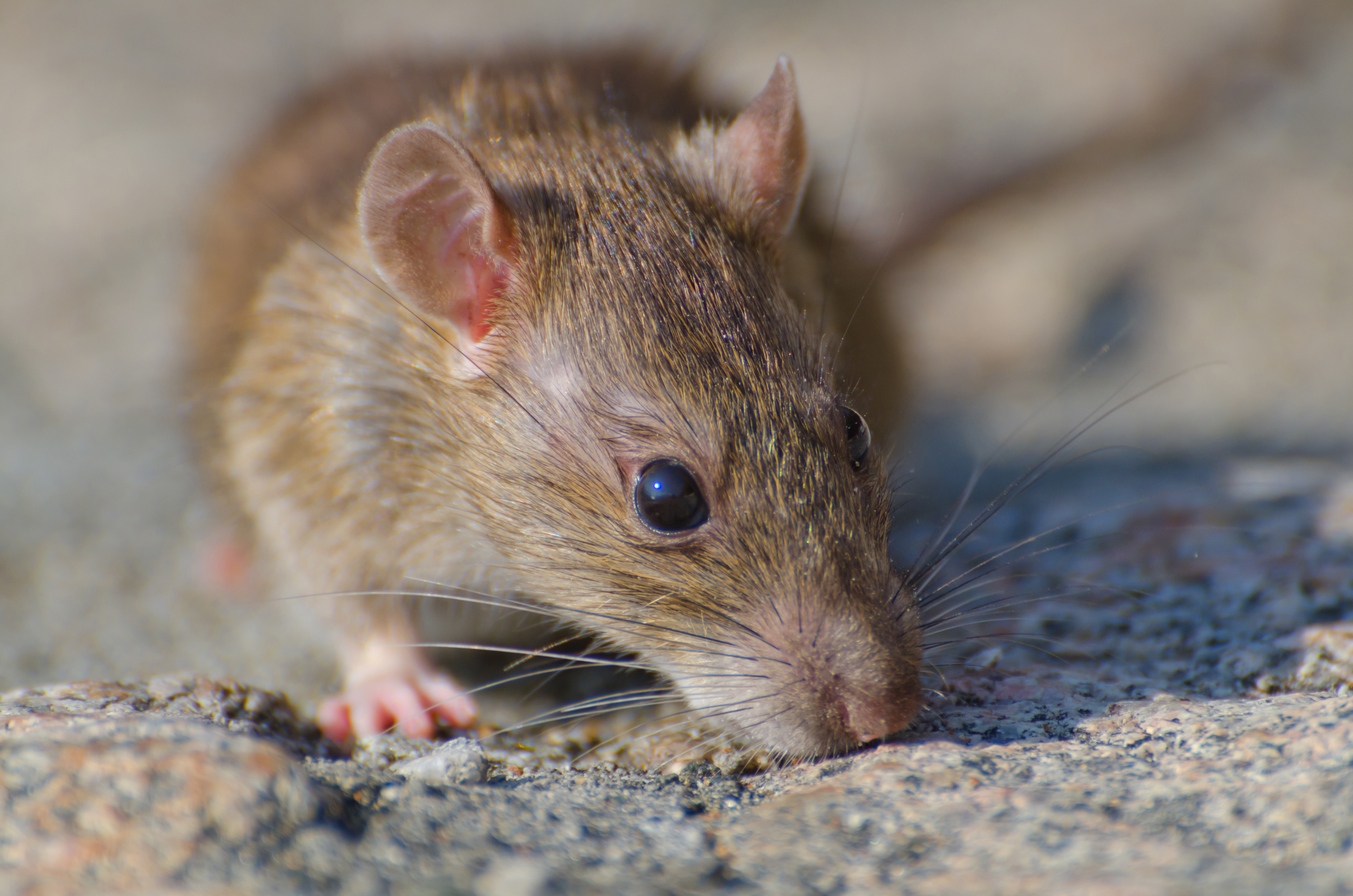 Полчища крыс во Владимире: тревогу бьют жители и специалисты