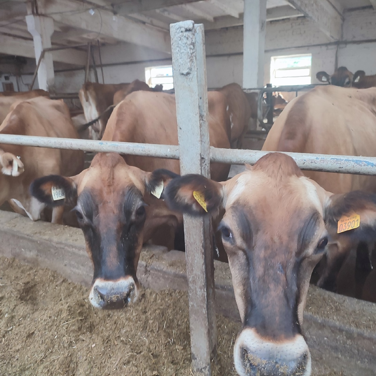 Во Владимирской области появились чистопородные коровы с острова Джерси