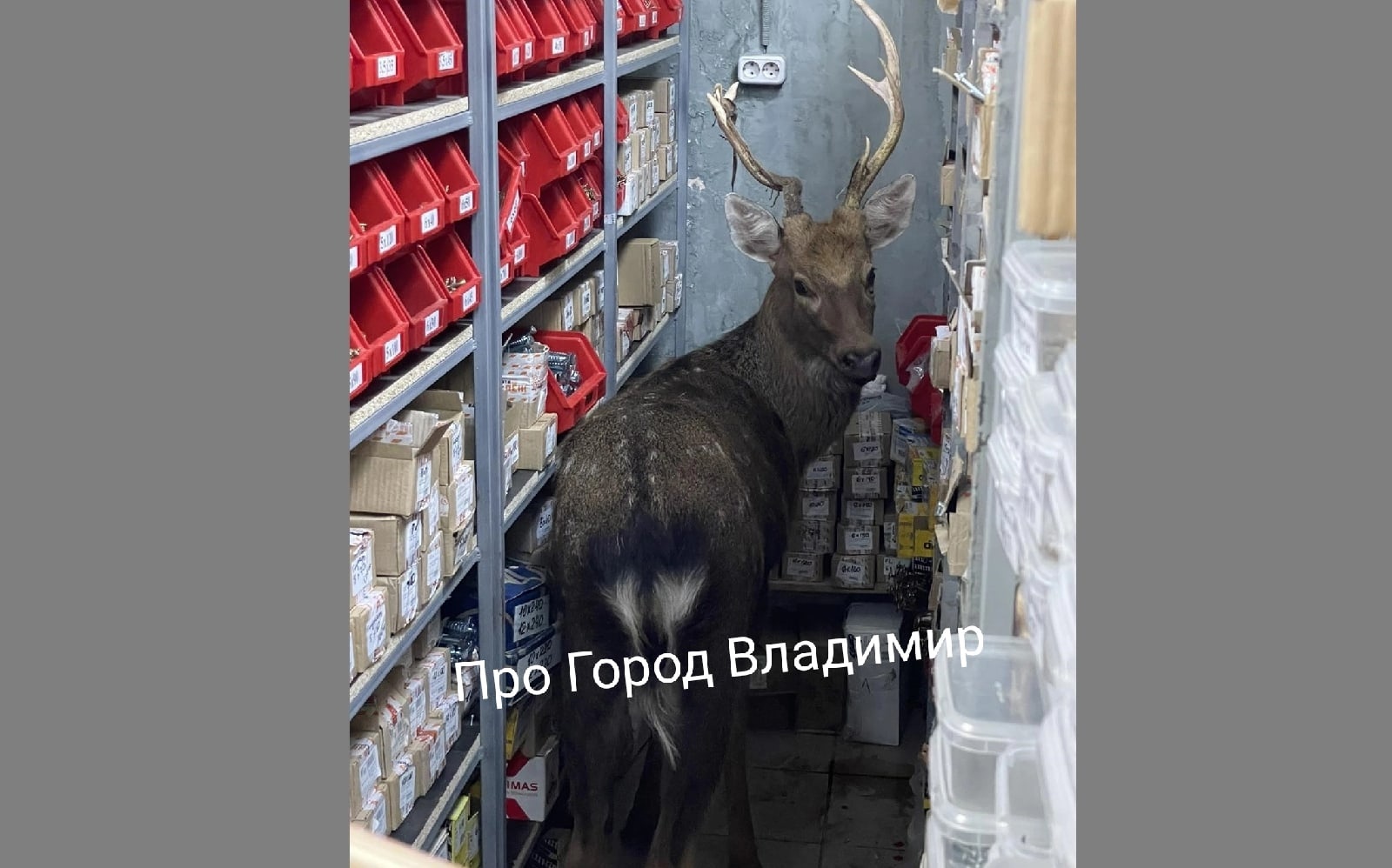 Во Владимире после ДТП окровавленный олень забежал в складское помещение магазина