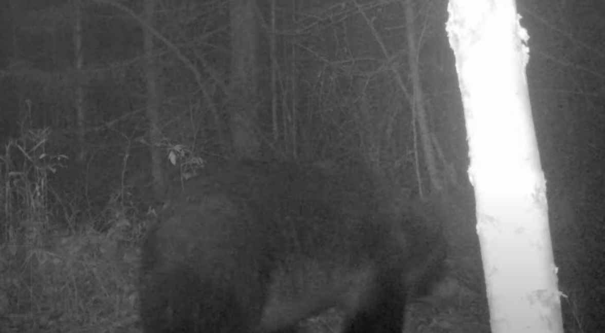 Во Владимирской области в видеоловушку попал бурый медведь