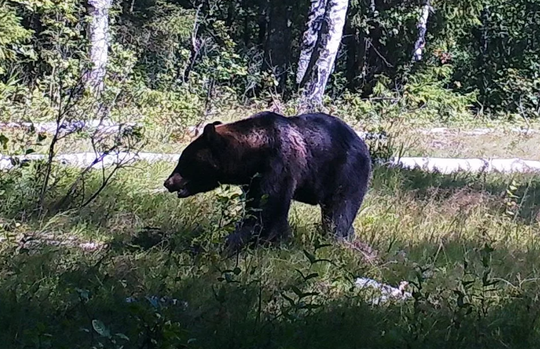 Биолог объяснил участившиеся случаи появления медведей во Владимирской области