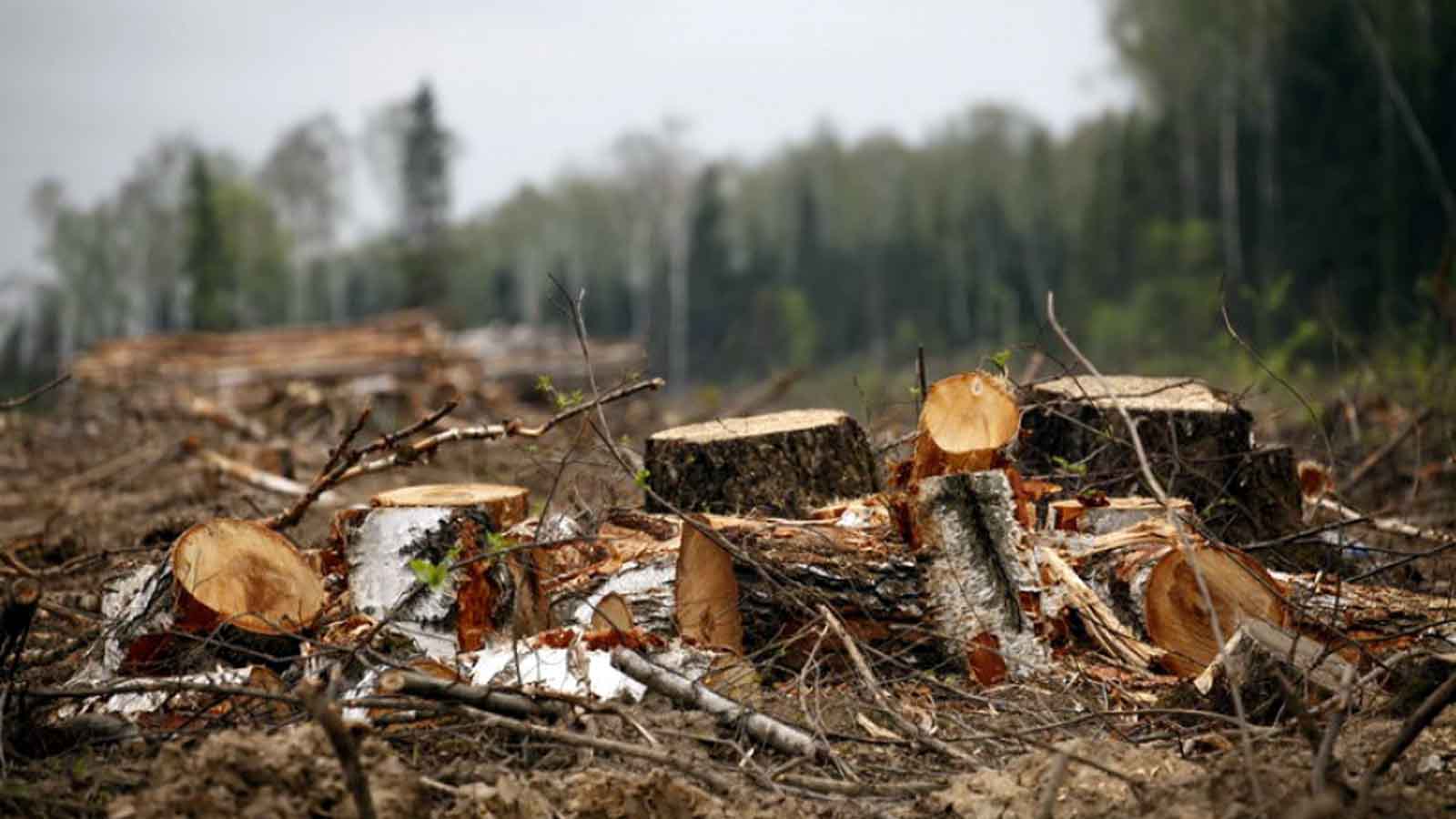 В лесу в Киржачском районе спилили деревья и оставили после себя склад мусора