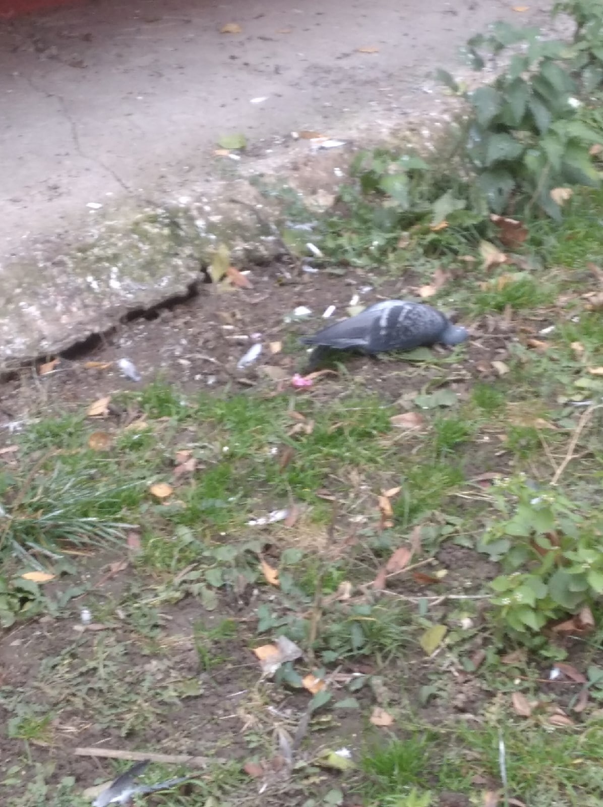 Во Владимире мужчина отстреливает голубей из окна дома