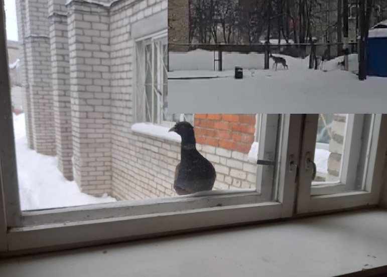 Жители Мурома на улицах города повстречались с косулей и фазаном