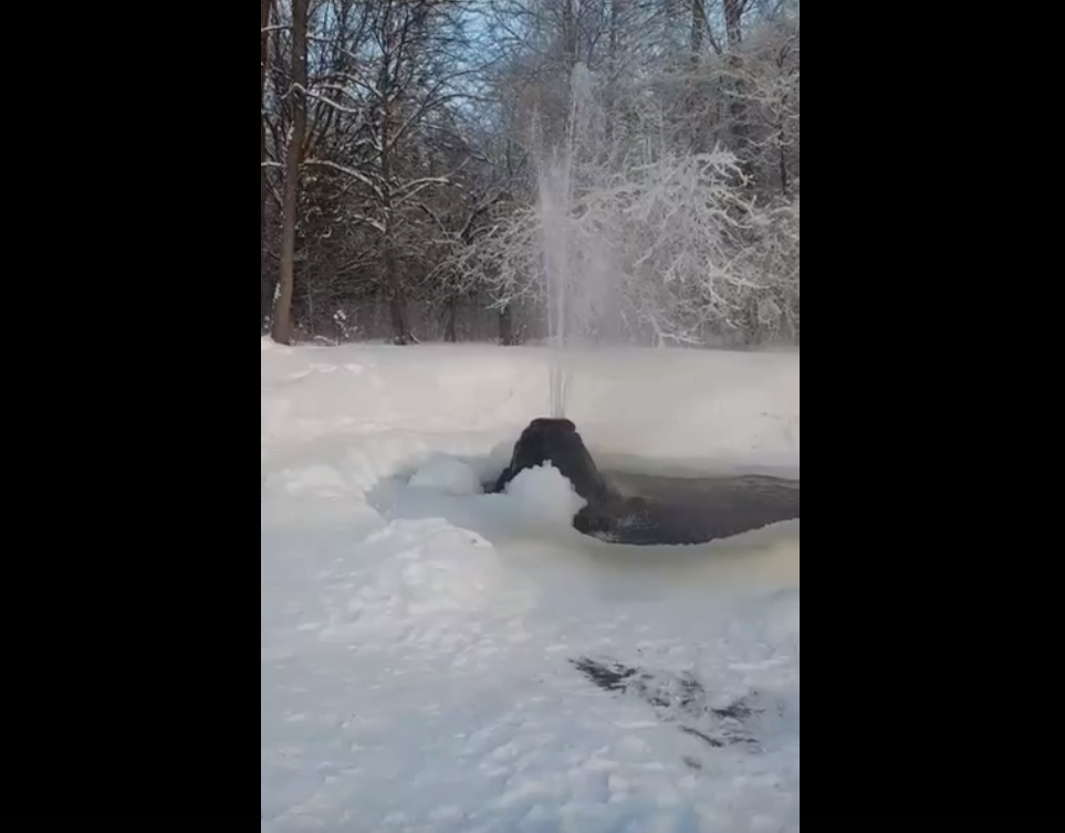 Во Владимирской области в морозы на видео попало настоящее чудо природы