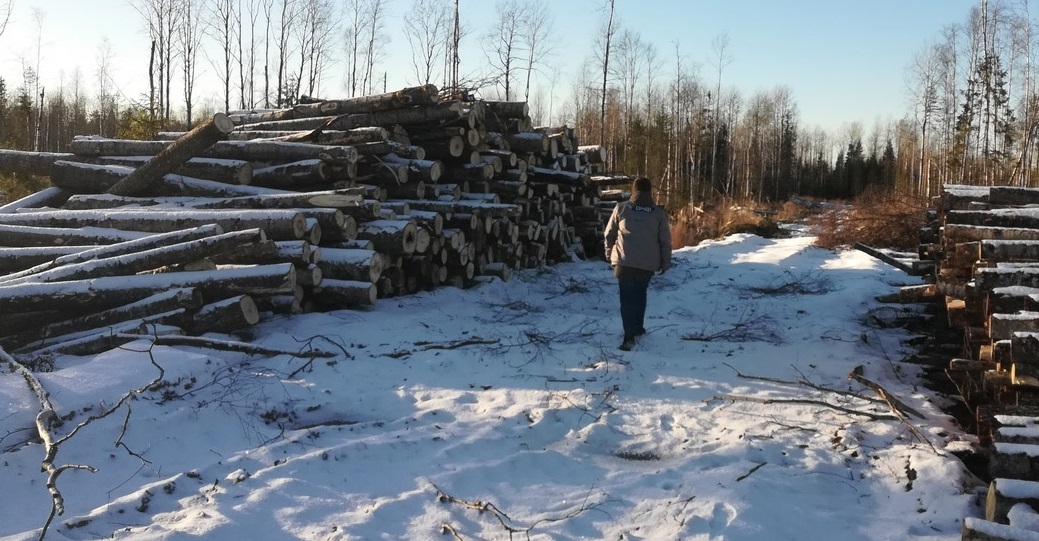 Бизнесмен в Покрове срубил в 100 раз больше деревьев, чем ему разрешили