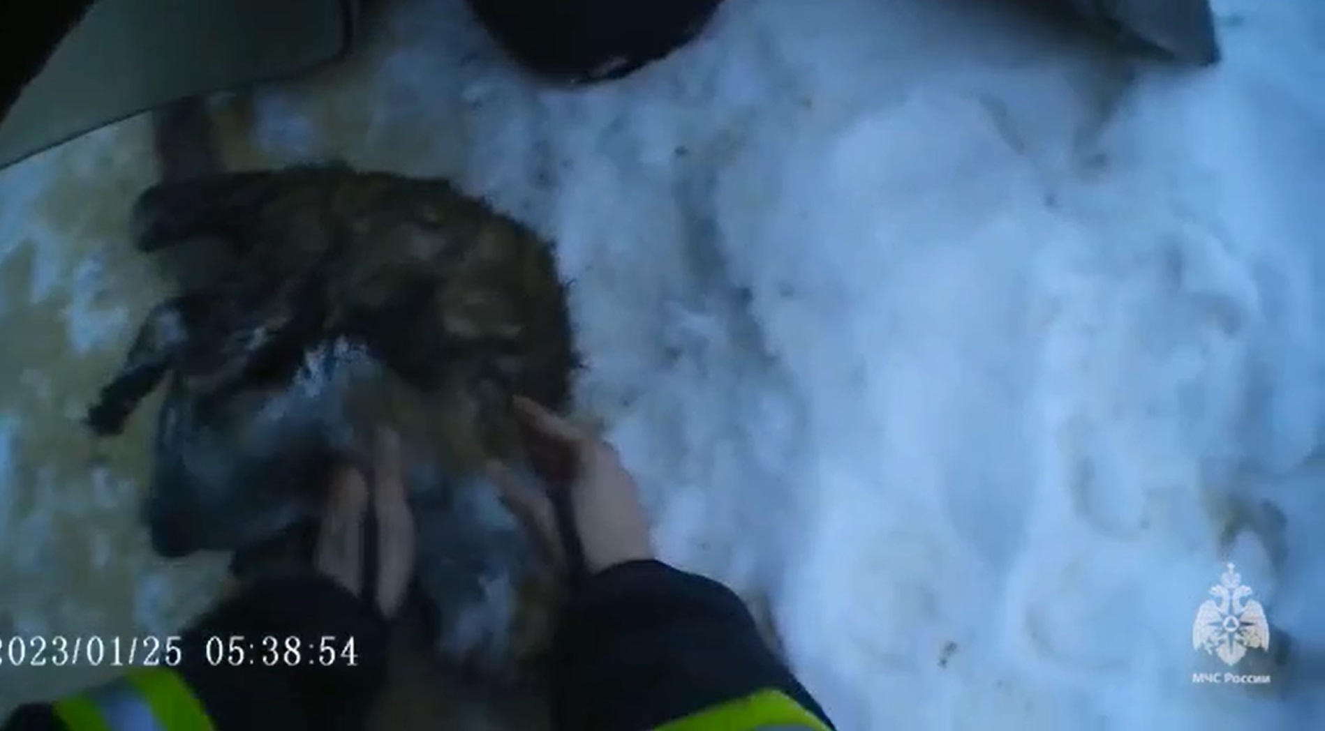 В Гусь-Хрустальном сотрудники МЧС откачали и спасли кошку, которая пострадала при пожаре