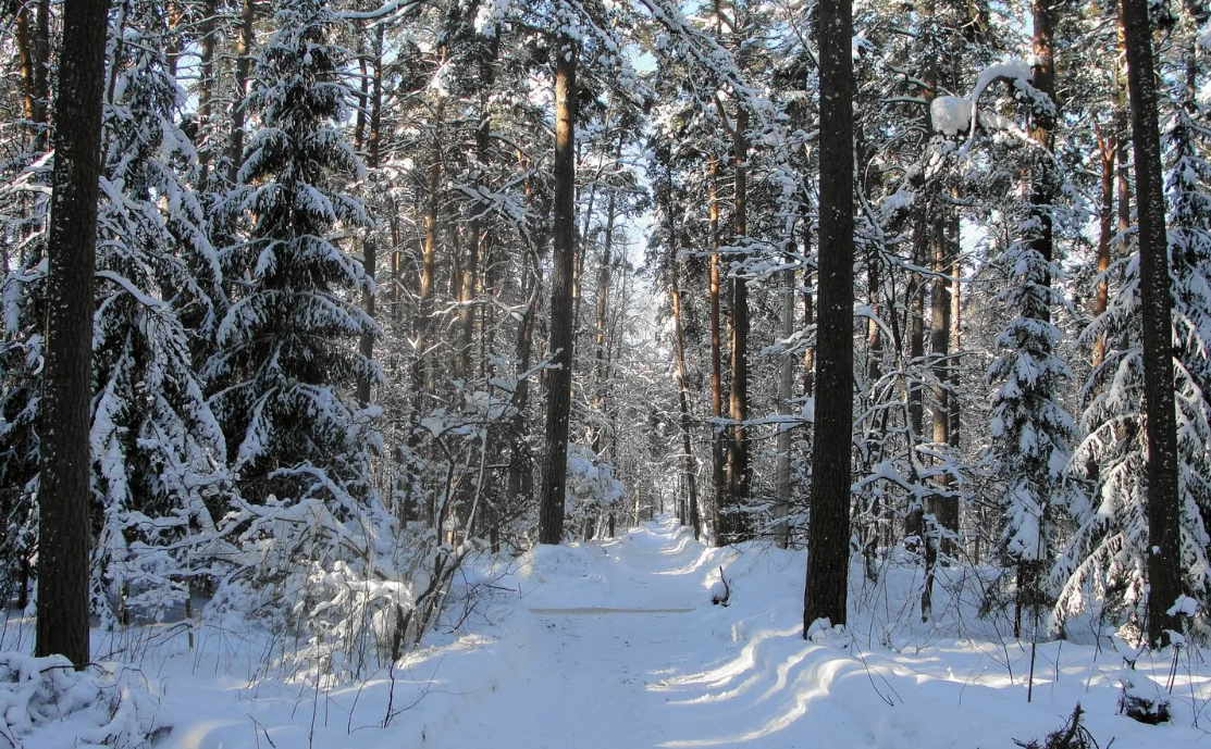 Во Владимирской области собираются продать вековой лес под жилую застройку