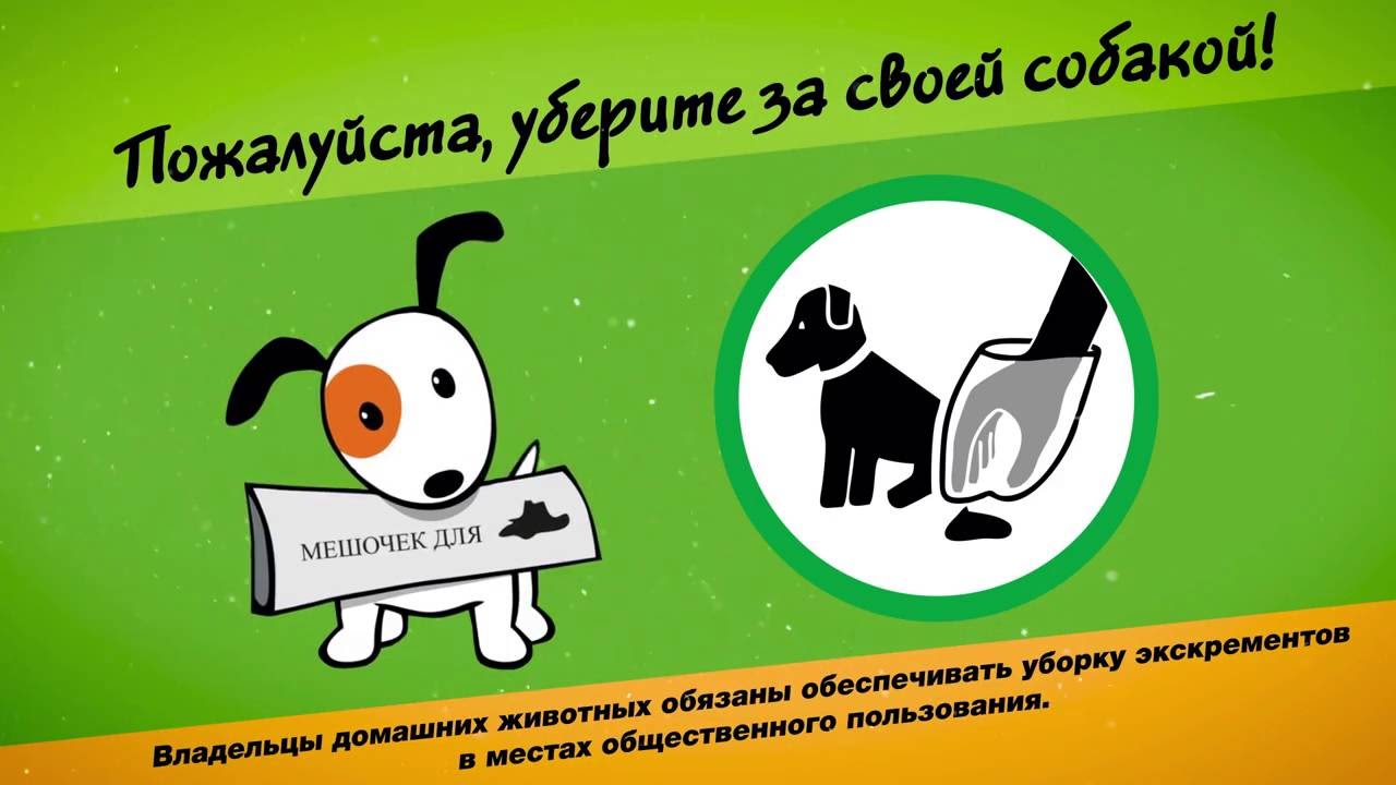 Владельцев собак во Владимирской области обязали убирать за питомцами после выгула