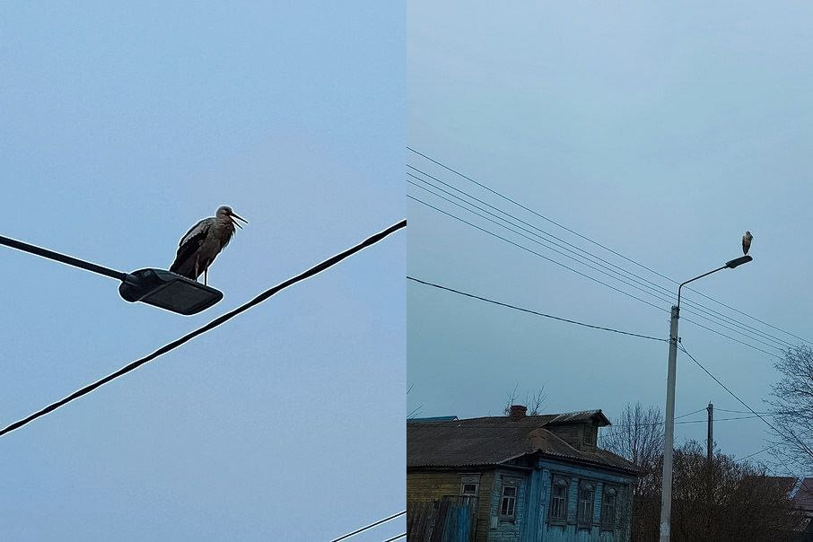В Ковровском районе снова увидели краснокнижного аиста