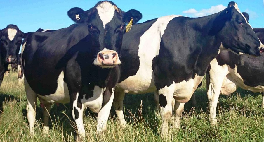 Россельхознадзор обеспокоен частыми фактами лейкоза коров во Владимирской области