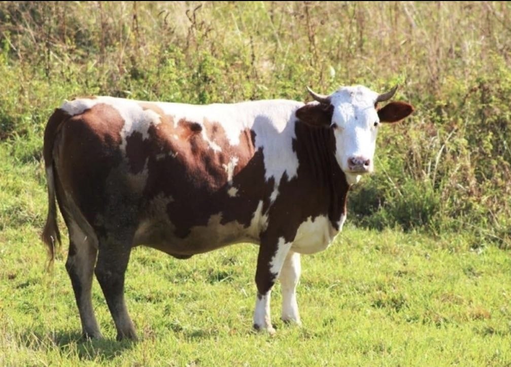 Купить Корову В Владимирской Области