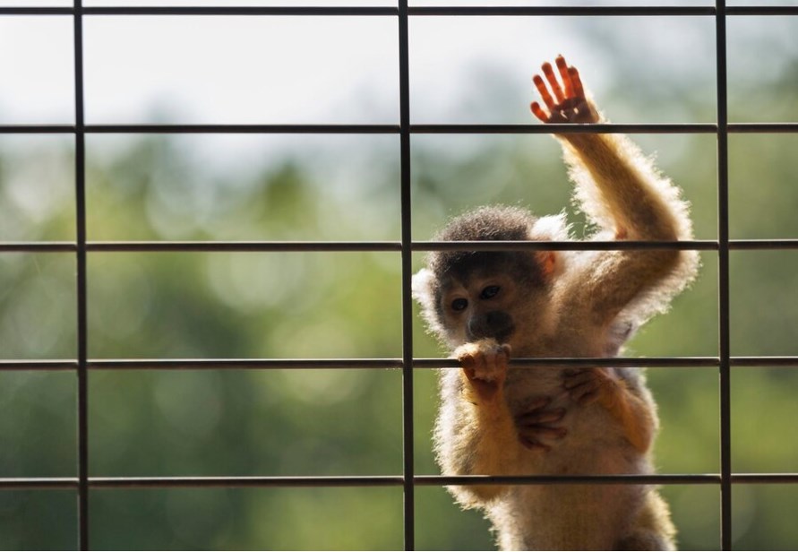 Во Владимирской области проверяют зоовыставки после укуса посетителя обезьяной