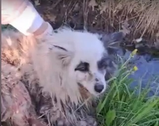 В Гусь-Хрустальном в канаве нашли изрезанную собаку