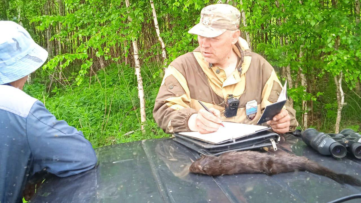 Во Владимирской области браконьер убил краснокнижную норку