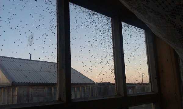 Владимирцам раскрыли 4 способа, как защититься от агрессивной мошкары