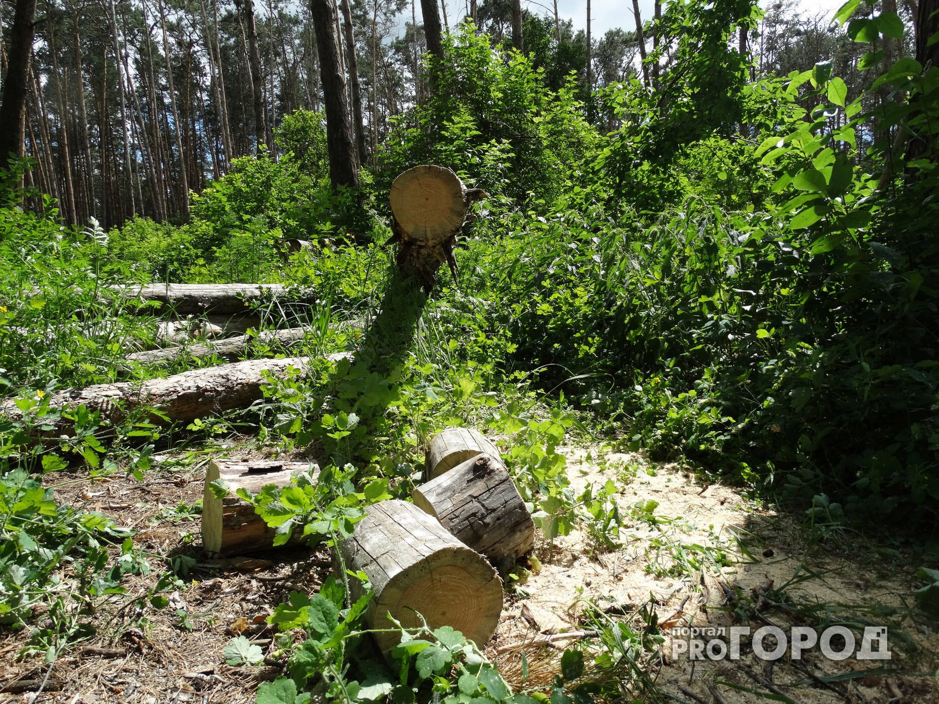 Прокуратура провела проверку по фактам рубки леса в парке "Дружба"