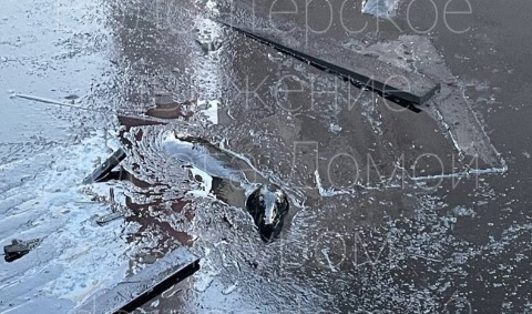 Муромские волонтеры спасли собаку, провалившуюся в лужу мазута