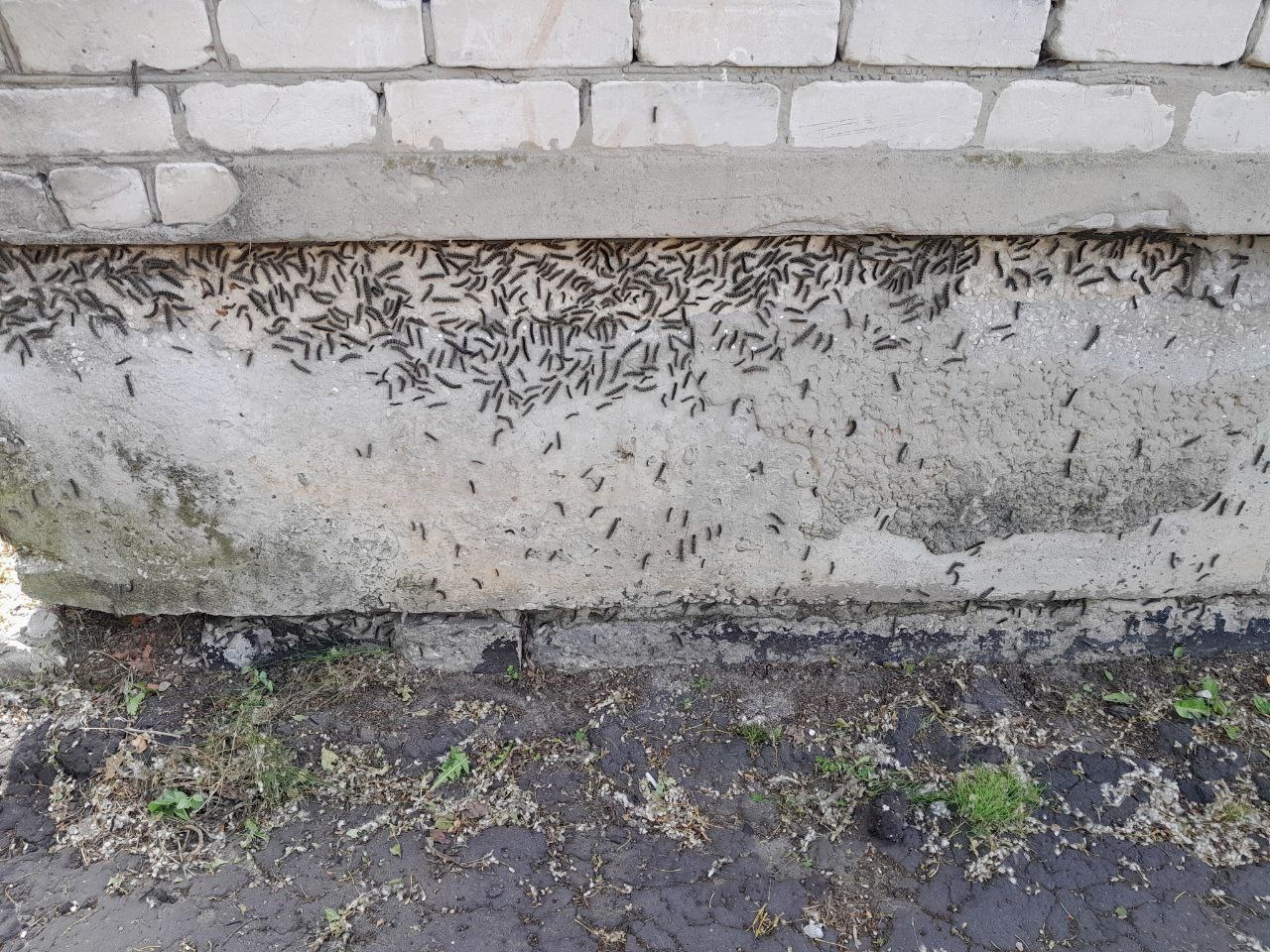 В лесах Владимирской области не будут вводить карантин из-за нашествия гусениц
