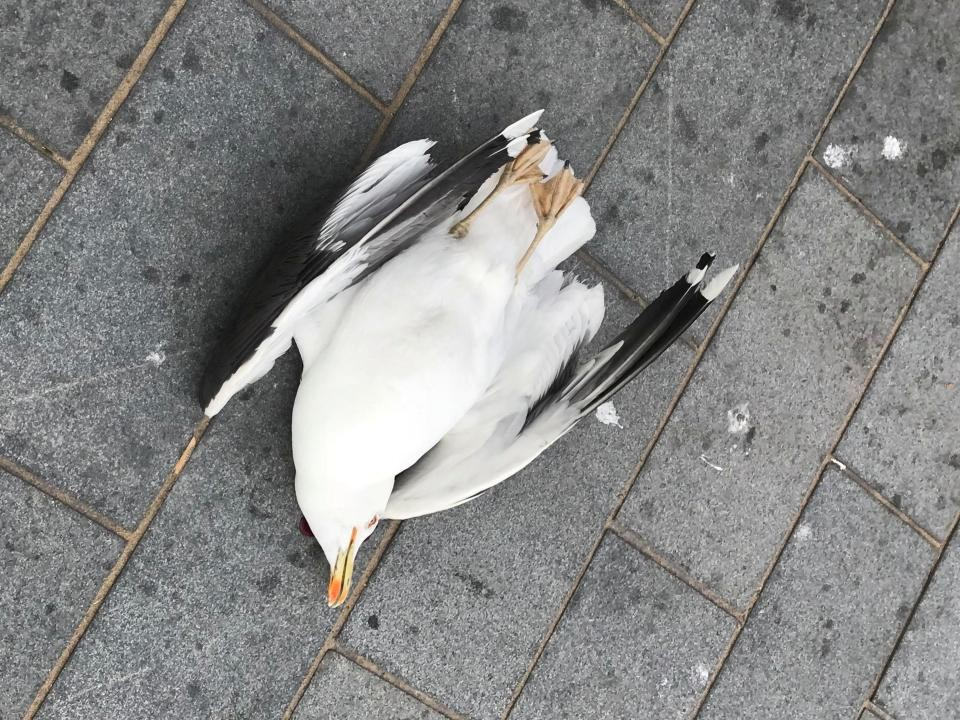 Во Владимирской области из-за миграции чаек ухудшилась ситуация по птичьему гриппу