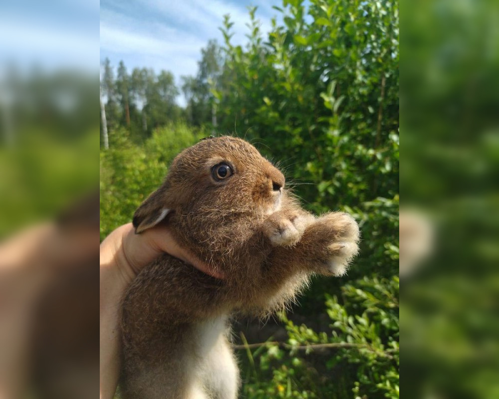 В Меленковском районе спасли зайчонка, который остался один на острове, окруженным водой