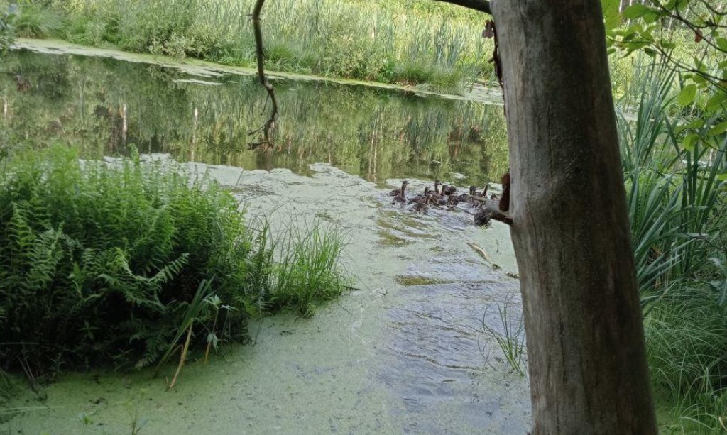 В водоемы пяти районов Владимирской области выпустили 1425 особей кряквы