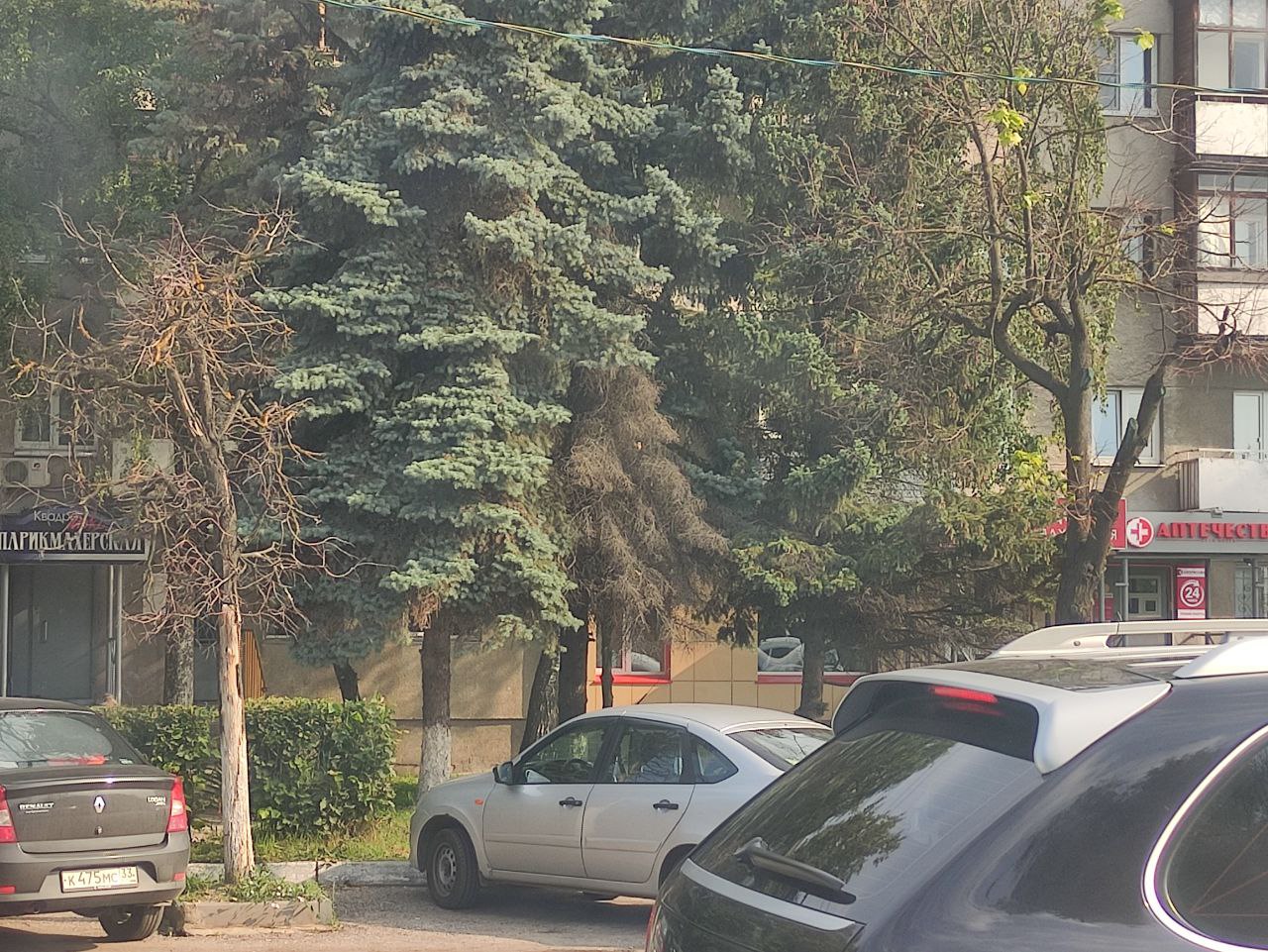 Экологи назвали причину гибели деревьев на владимирских улицах