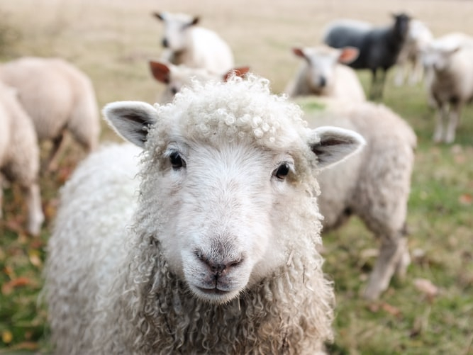 Очаг оспы овец и коз обнаружили в Петушинском районе