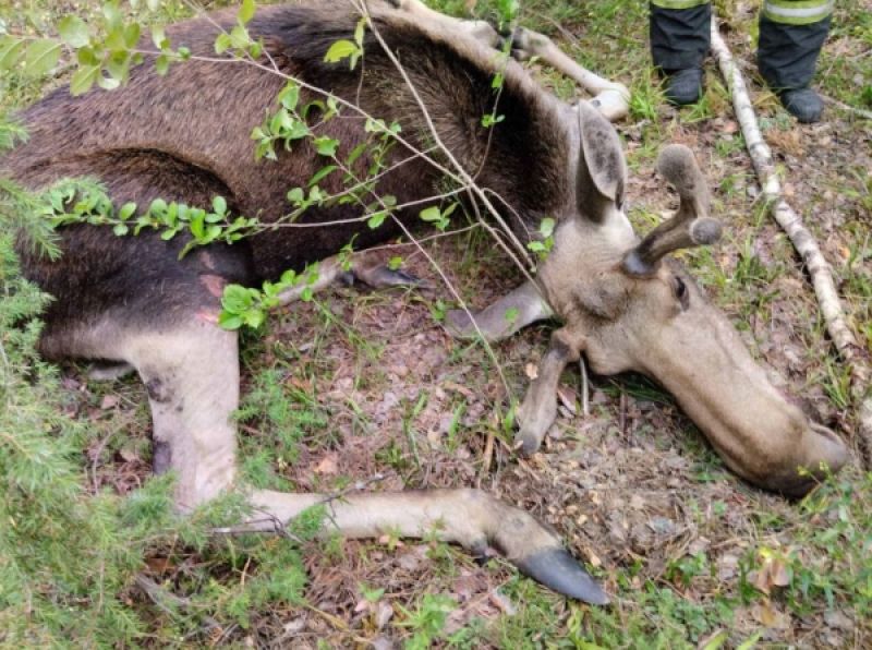 Стали известны подробности смертельного ДТП с участием лося во Владимирской области
