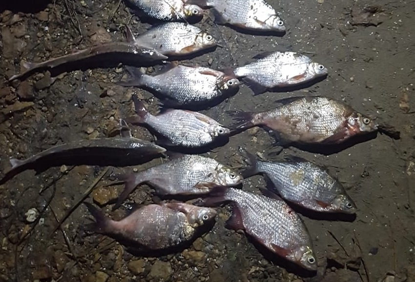 Мужчине за вылов краснокнижной рыбы под Муромом может грозить тюрьма