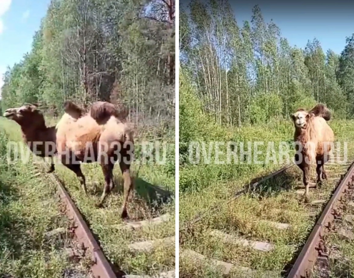 В Гусь-Хрустальном районе грибники встретились с верблюдом, который прогуливался по рельсам