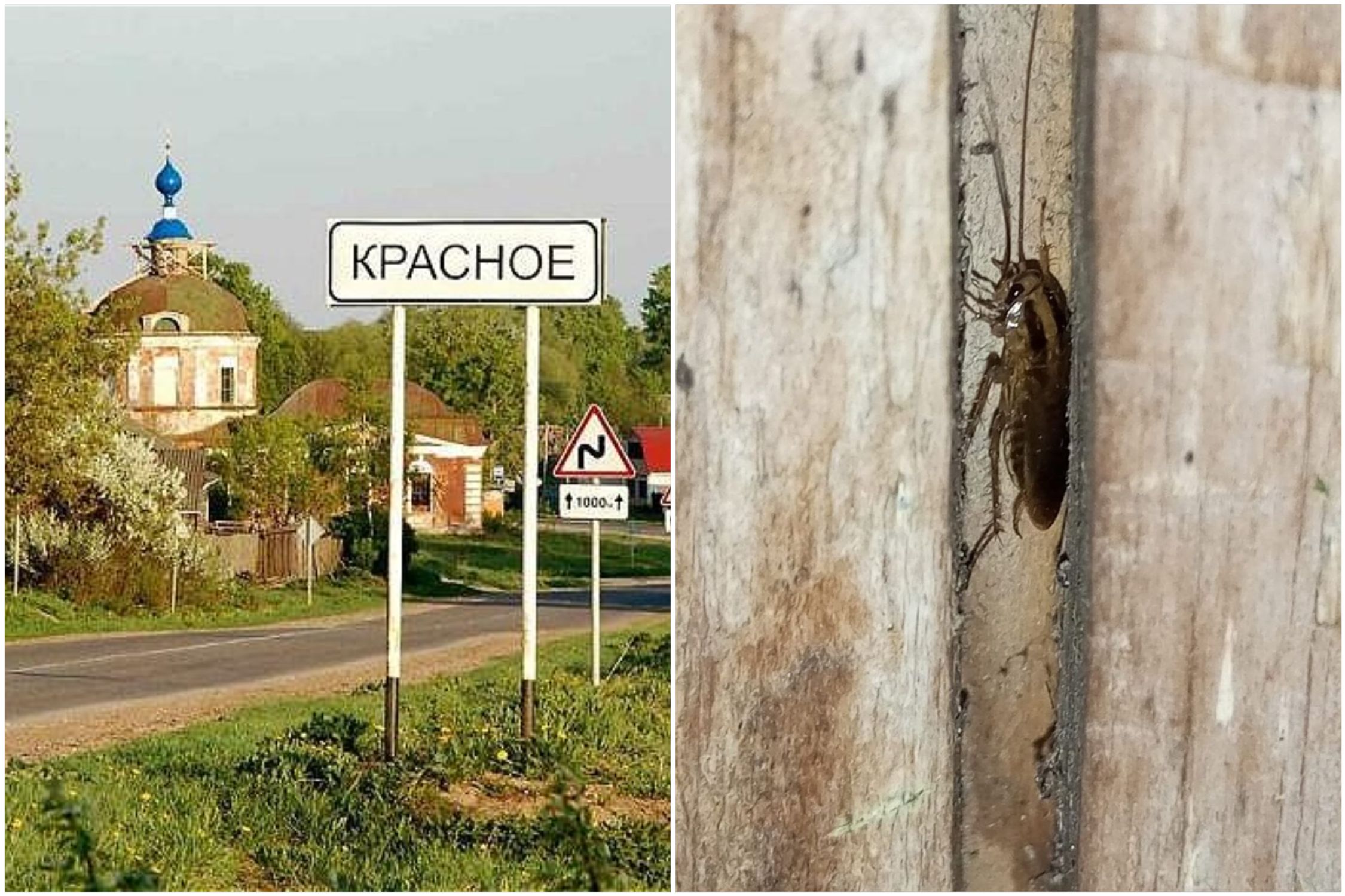 В Юрьев-Польском районе тараканы ползут со свалки в дома жителей