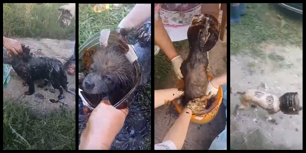 Во Владимирской области добрые люди спасли собаку, провалившуюся в яму с мазутом